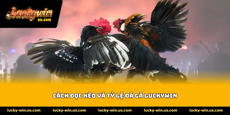 Cách đọc kèo và tỷ lệ đá gà Luckywin