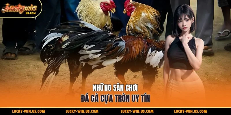 Những sân chơi đá gà cựa tròn uy tín